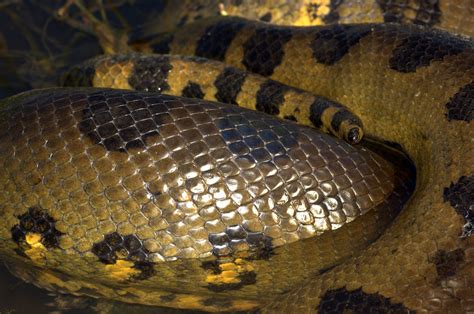 Serpiente Anaconda Características Veneno Tamaño 🐍