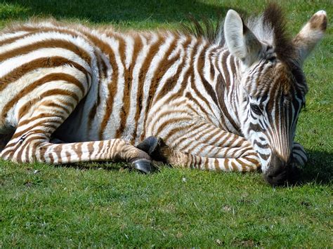 Zebra Baby Striped · Free Photo On Pixabay