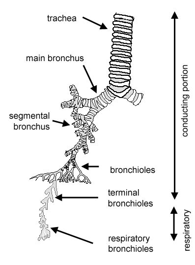 From The Trachea To The Bronchioles The Respiratory System And Its