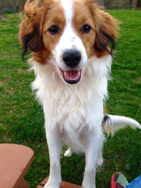 8 Month Old Kooikerhondje Saying Hi Fluffy Puppies Dogs And Puppies