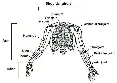 Diagram Of Bones In Neck And Shoulder 1 Axial Skeleton — Bones Of