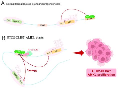 Super Enhancer Hijacking By Eto2 Glis2 Fusion A In Normal