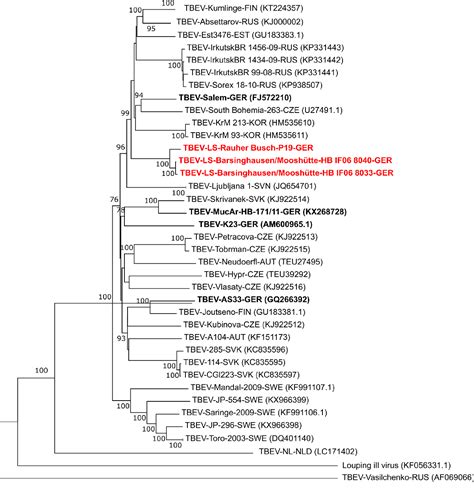 Figure From First Isolation And Phylogenetic Analyses Of Tick Borne Encephalitis Virus In