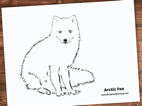 Printable Coloring Pages Of Arctic Animals