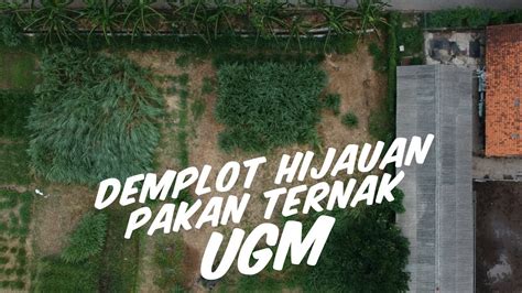 Melihat Dari Dekat Demplot Hijauan Pakan Ternak Fakultas Peternakan Ugm