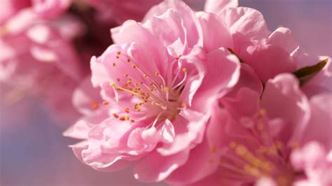 Wallpaper Sakura 4k Hd Wallpaper Pink Spring Flower Nature 10300