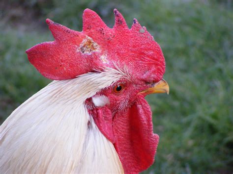 White rooster's head in detail - cc0.photo