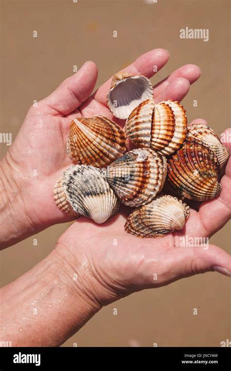 Hands Full Of Sea Shells Stock Photo Alamy