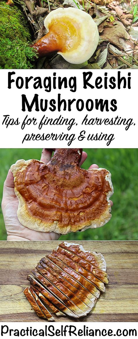 Foraging Reishi Mushrooms