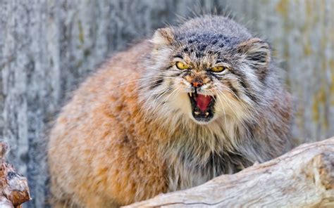 Pallas Cat Wallpapers Hd Desktop And Mobile Backgrounds