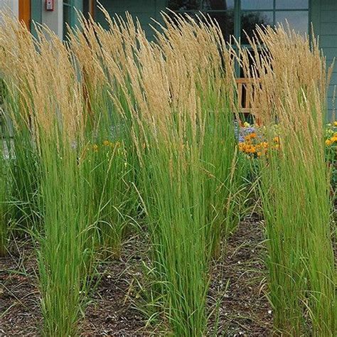 Feather Reed Karl Foerster 3 Gallon