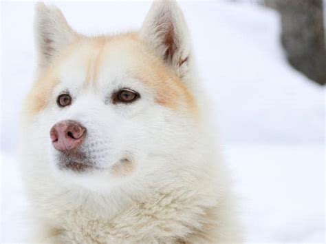 Hokkaido Dog Breed Hypoallergenic Health And Life Span Petmd