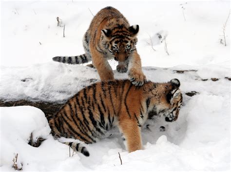 無料画像 自然 雪 冬 野生動物 動物園 毛皮 若い 哺乳類 捕食者 遊ぶ 動物相 大きな猫 虎 ストライプ