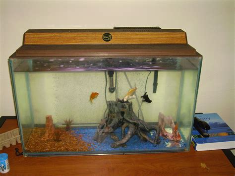 The container used to house the fish. Gold Fish and Community Tank Fish | PetHelpful