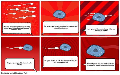 Sperm And Ovum Fertilisation Storyboard Od Strane Iqranaz