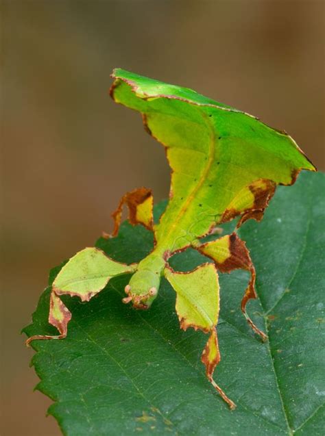 Fascinating Insects That Look Like Leaves Masters Of Disguise Fantastic Matters