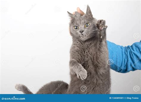 Guilty Grey Cat Holding A Man S Hand By The Scruff Stock Image Image