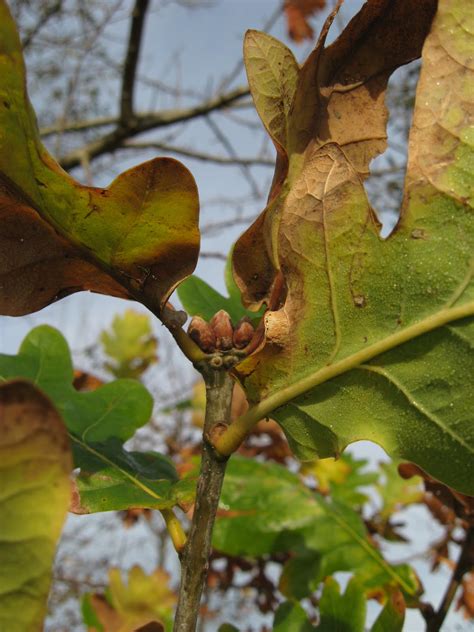 Dublin Flora Quercus Robur