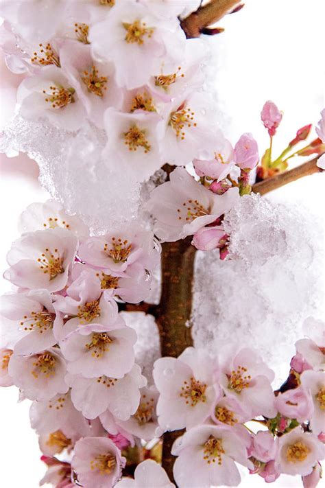 Snow On Cherry Blossoms Photograph By Sally Cooper