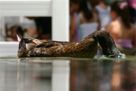 Duck Ducking Smithsonian Photo Contest Smithsonian Magazine