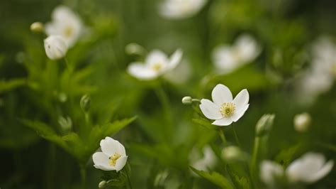 Download free image white spring flowers. White spring flowers wallpapers and images - wallpapers ...