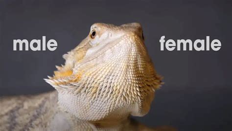 Male Vs Female Bearded Dragons What Are The Differences