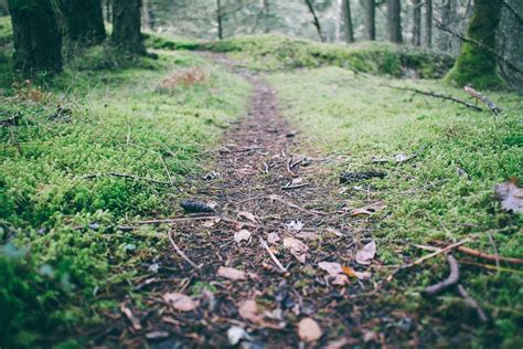 Free Images Tree Nature Path Pathway Grass Wilderness Leaf