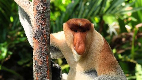 Proboscis Monkey In The Borneo Rainforest Youtube
