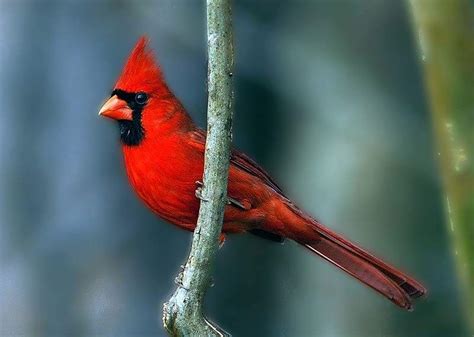 Northern Cardinal Alabama Birding Trails