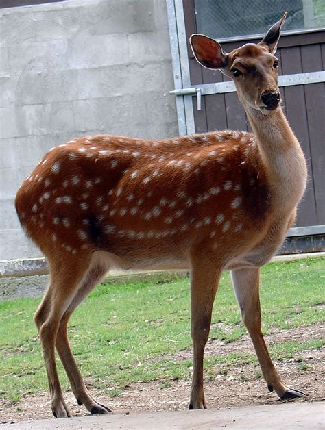 The Sika Deer Cervus Nippon Also Known As The Spotted Deer Or The Japanese Deer Is A Species