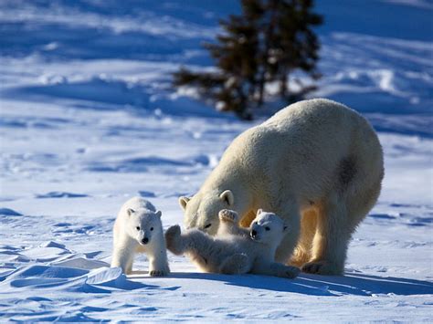 1920x1080px 1080p Free Download Polar Bears Cute Cub Bear Polar