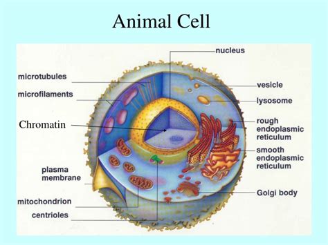 Ppt Animal Cell Powerpoint Presentation Free Download Id9481857