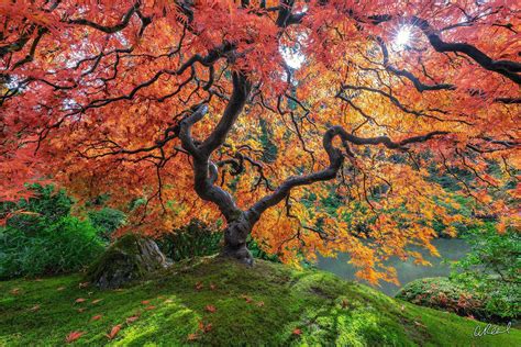 Peter Lik Tree Of Life Japanese Maple Smithsonian Aaron Reed