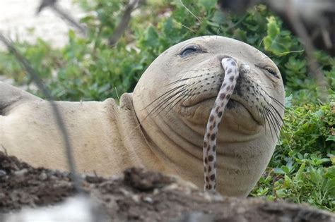 You Cant Stop A Monk Seal When He Is Out Of Control