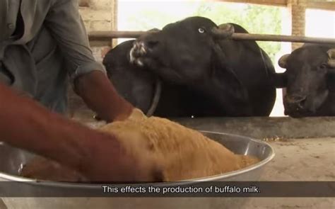 چین کی مدد سے جانوروں کے گوشت اور دودھ کی پیداوار میں اضافہ کیسے کیا جا سکتا ہے؟ زراعت کے شعبے سے
