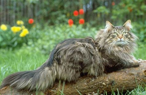 Noah Felis Audax Pedigree Borealis Norwegian Forest Cats
