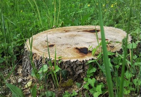 How to stop tree stumps and roots from sprouting. How to Kill Tree Stumps - Bob Vila