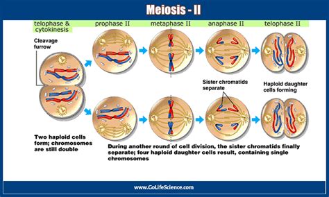 Illustration Showing The Nine Stages Of Meiosis Phase Vrogue Co