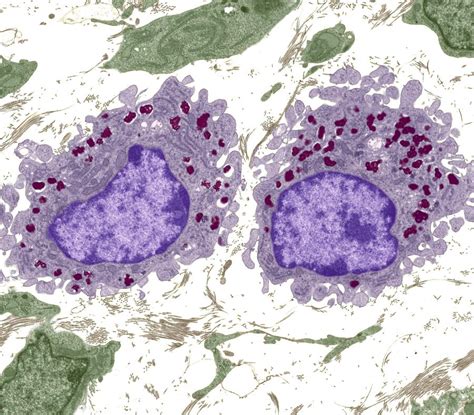 Image Gallery Macrophage Cells