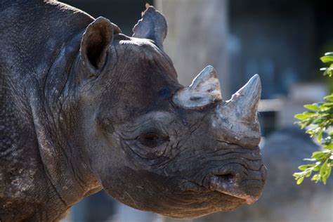 A Final Farewell The Western Black Rhino Goes Extinct