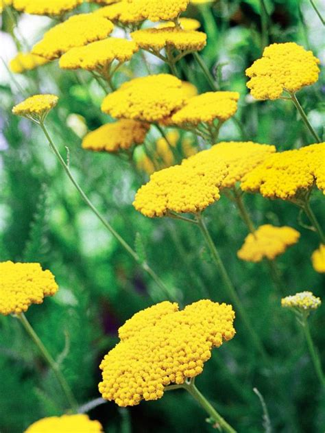 Enjoy the summer with blooming perennials! 14 Drought-Tolerant Perennials That Will Look Good, Even ...
