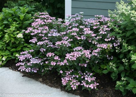 How to Get More Hydrangea Flowers | Hydrangea varieties, Panicle hydrangea, Hydrangea serrata