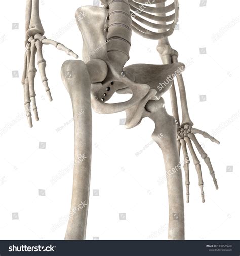 3d Render Male Skeleton Hips Stock Illustration 1338525698 Shutterstock
