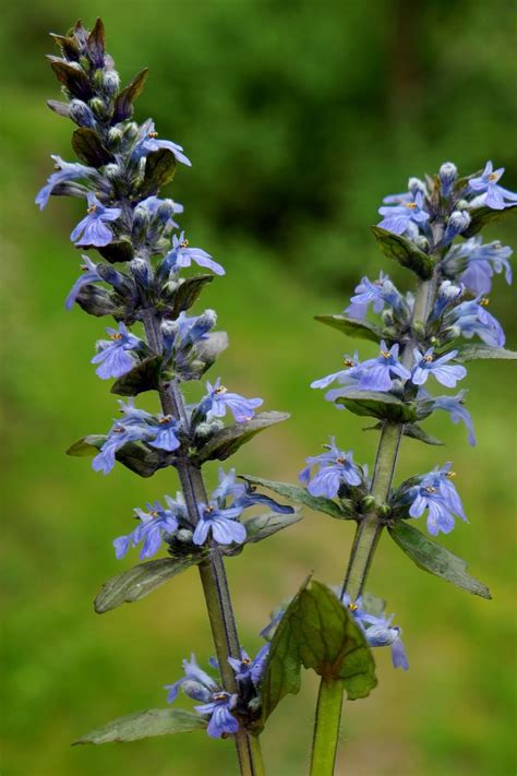 35 flower identification app uk. Plant ID forum: Blue mint - Garden.org