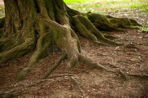 Tree Roots Visible Through Soil In Forest Stock Photo Image Of