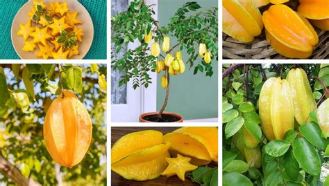 How To Grow Carambola Or Starfruit In A Pot Or In Your Garden My