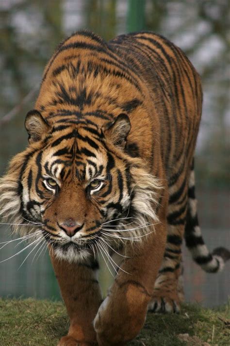 Prowling Tiger Stock Image Image Of Siberian Sumatran 931039
