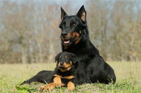 What Is The Best Guard Dog For A House