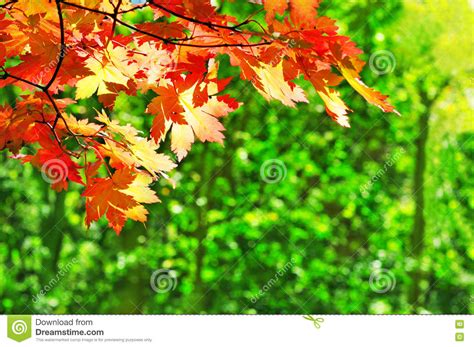 Red Maple Leaves On The Fall Forest Background Stock Image Image Of