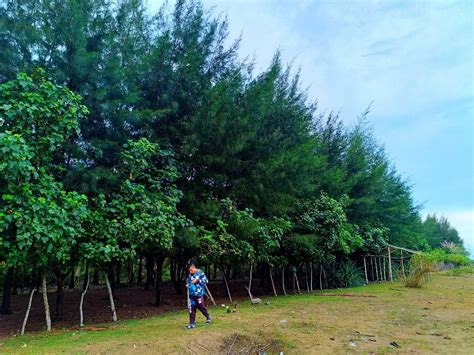 34 Top Populer Gambar Pemandangan Pohon Cemara Guyonreceh